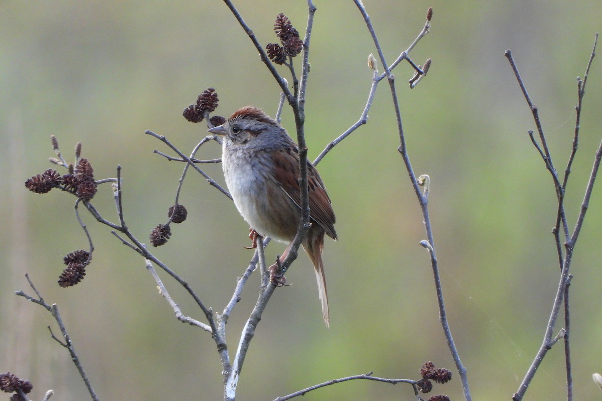 Swamp Sparrow - Yana Levchinsky