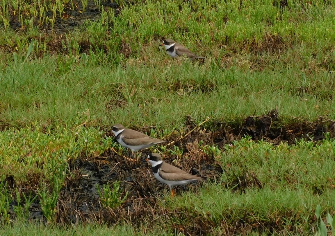 Semipalmated Plover - ML618797219