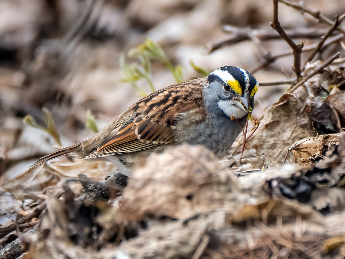 White-throated Sparrow - Danielle  A