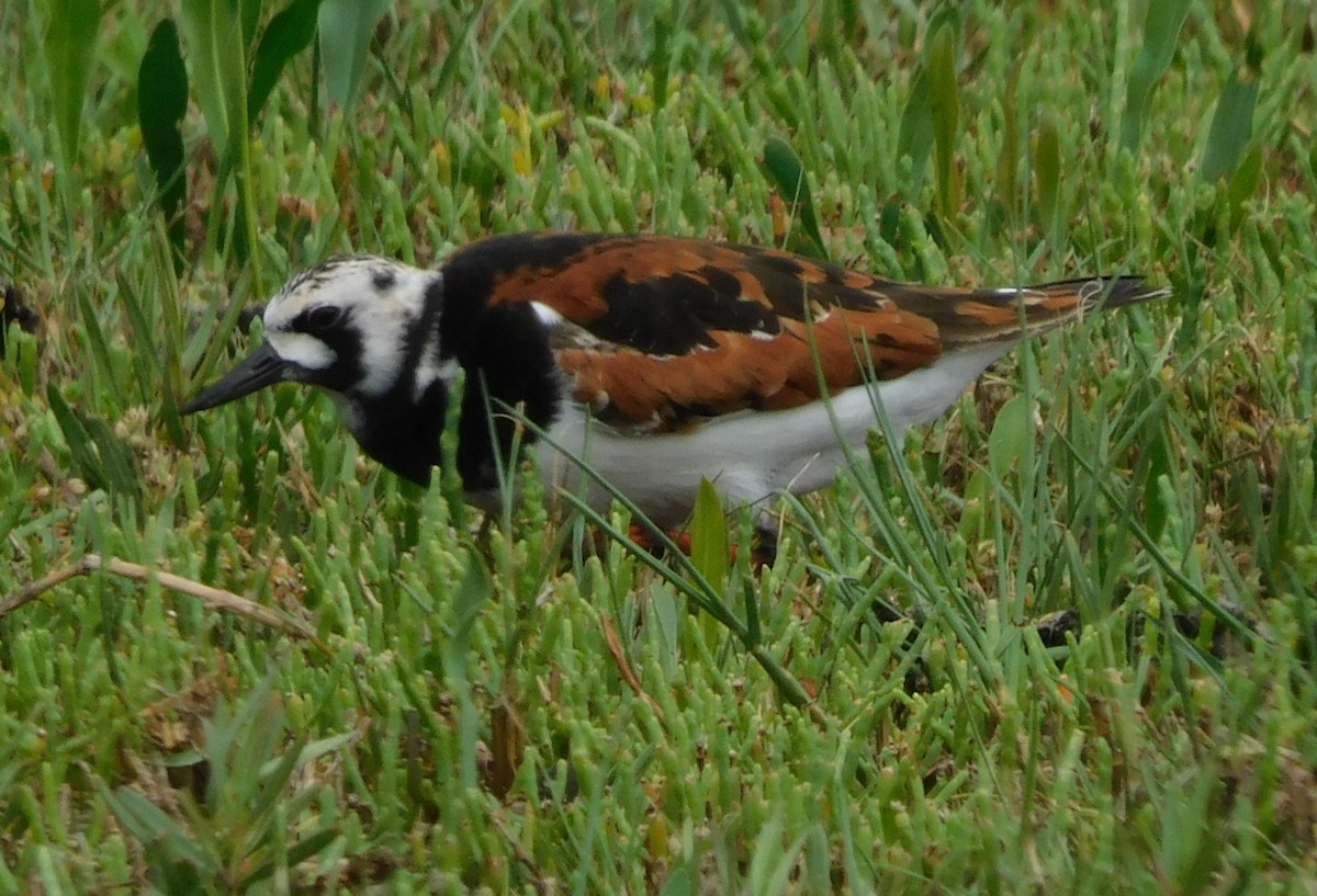 Ruddy Turnstone - Kathy Rhodes