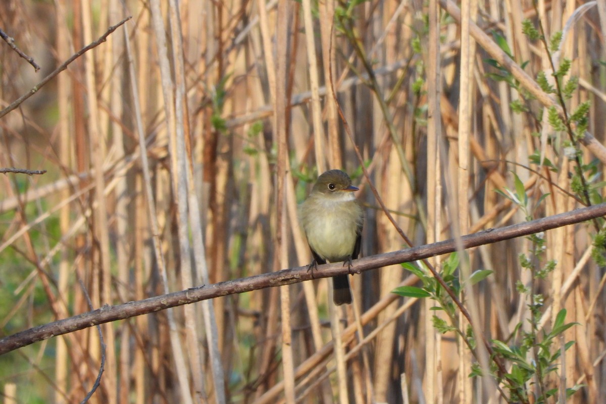 Alder Flycatcher - Yana Levchinsky