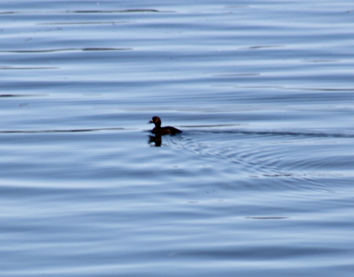 Lesser Scaup - Michelle Brock