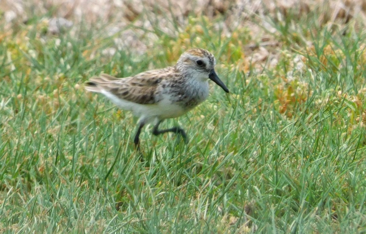 Semipalmated Sandpiper - Kathy Rhodes