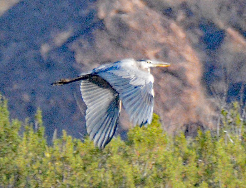 Great Blue Heron - ML618797298