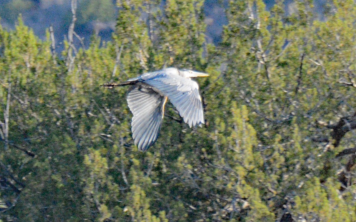 Great Blue Heron - ML618797300