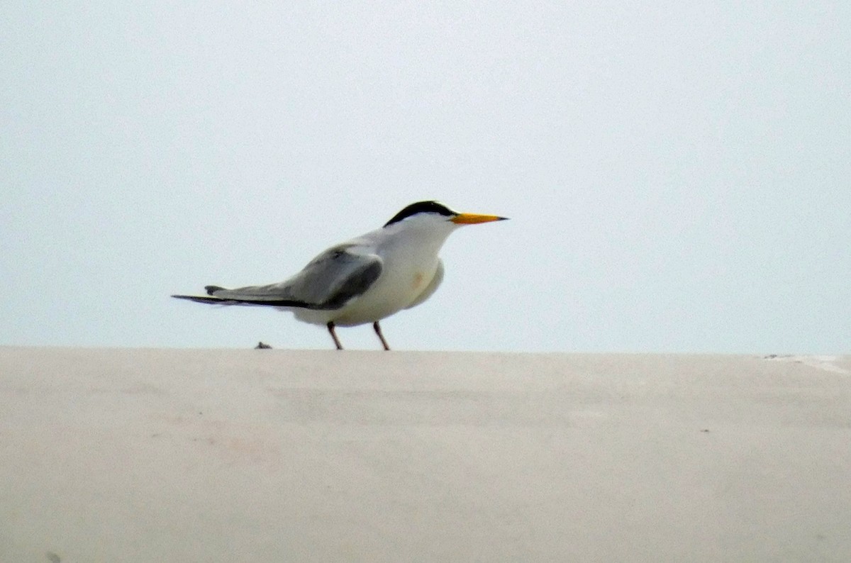 Least Tern - Kathy Rhodes