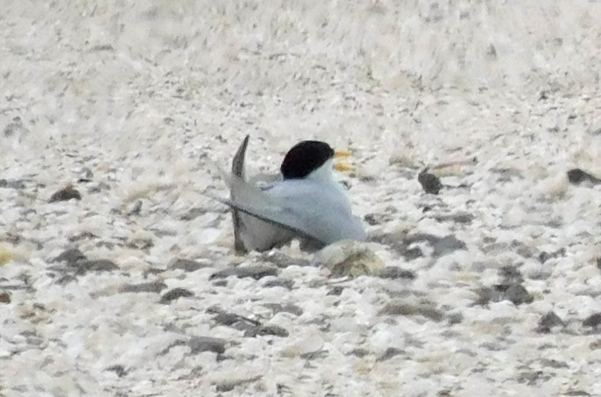 Least Tern - Kathy Rhodes