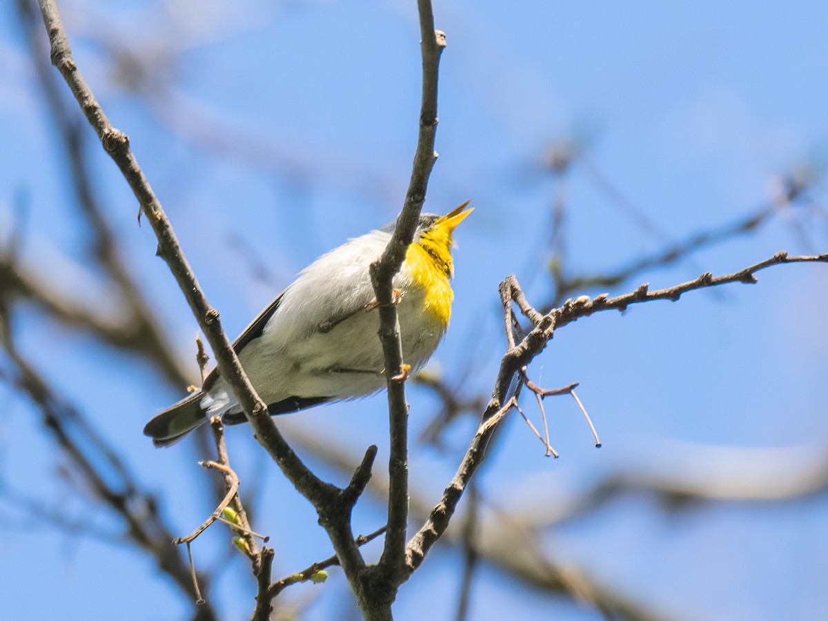 Northern Parula - Danielle  A