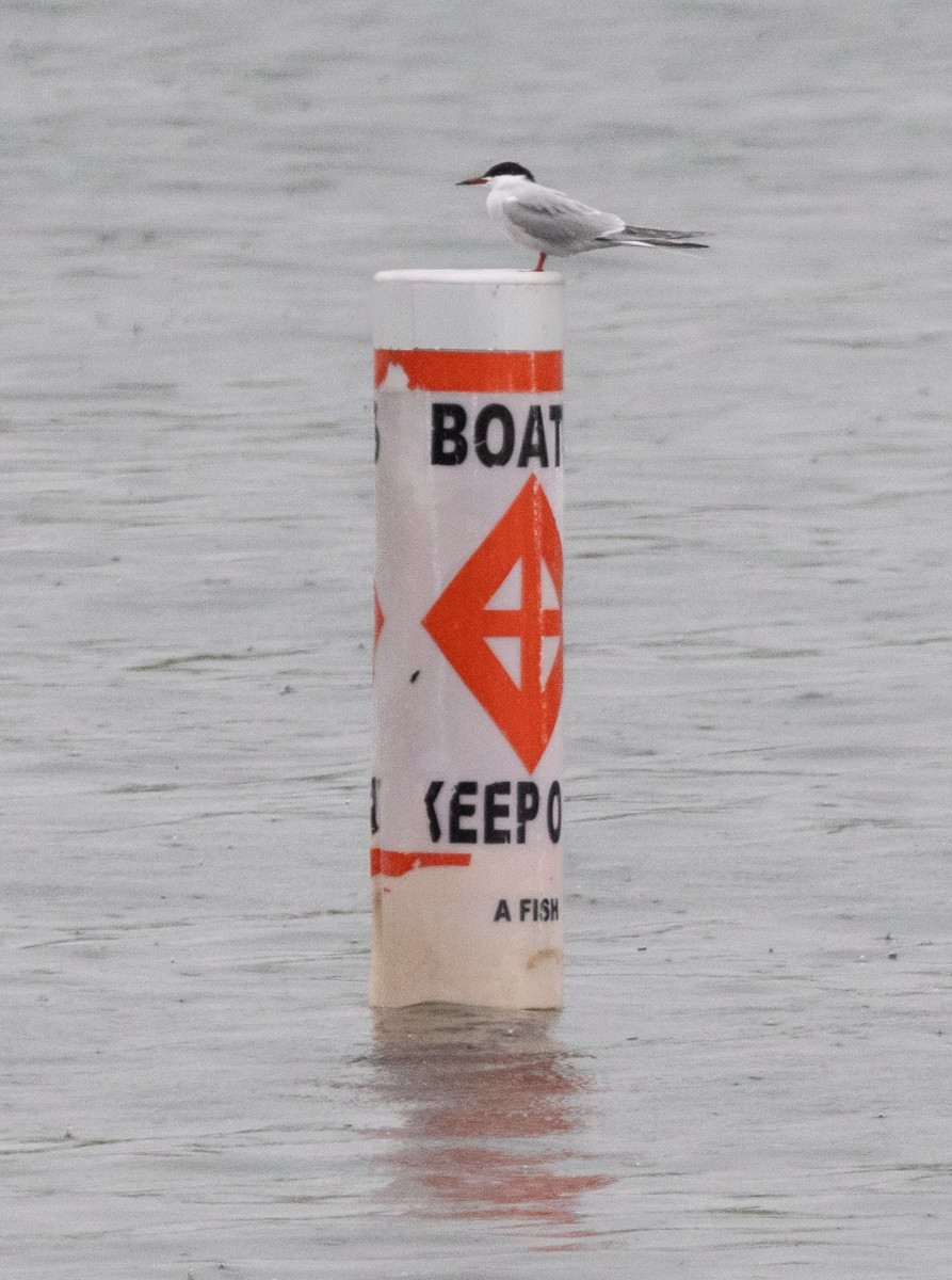 Common Tern - ML618797327