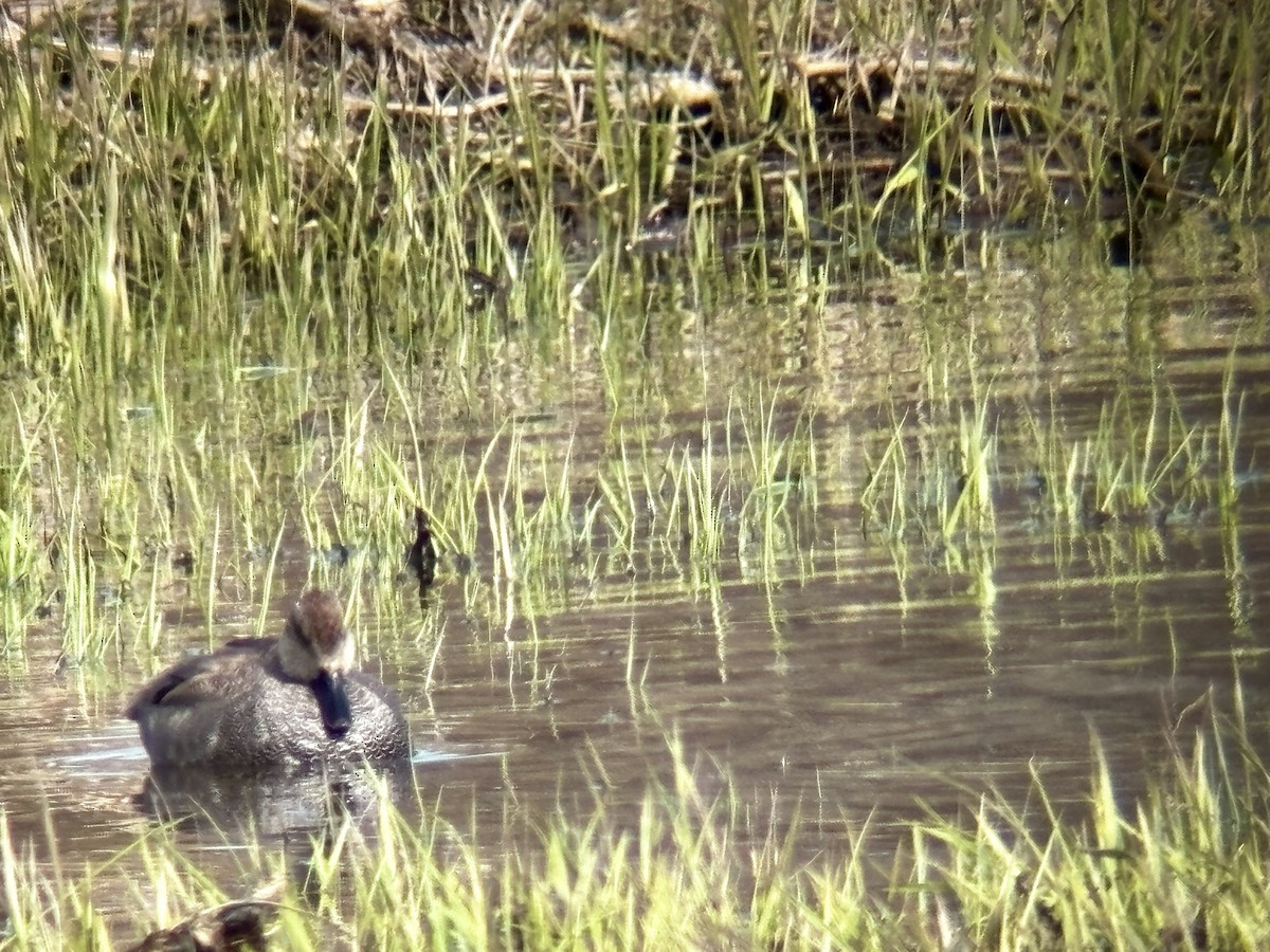 Gadwall - Katie Weeks