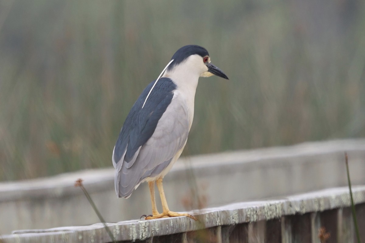 Black-crowned Night Heron - Ann Stockert