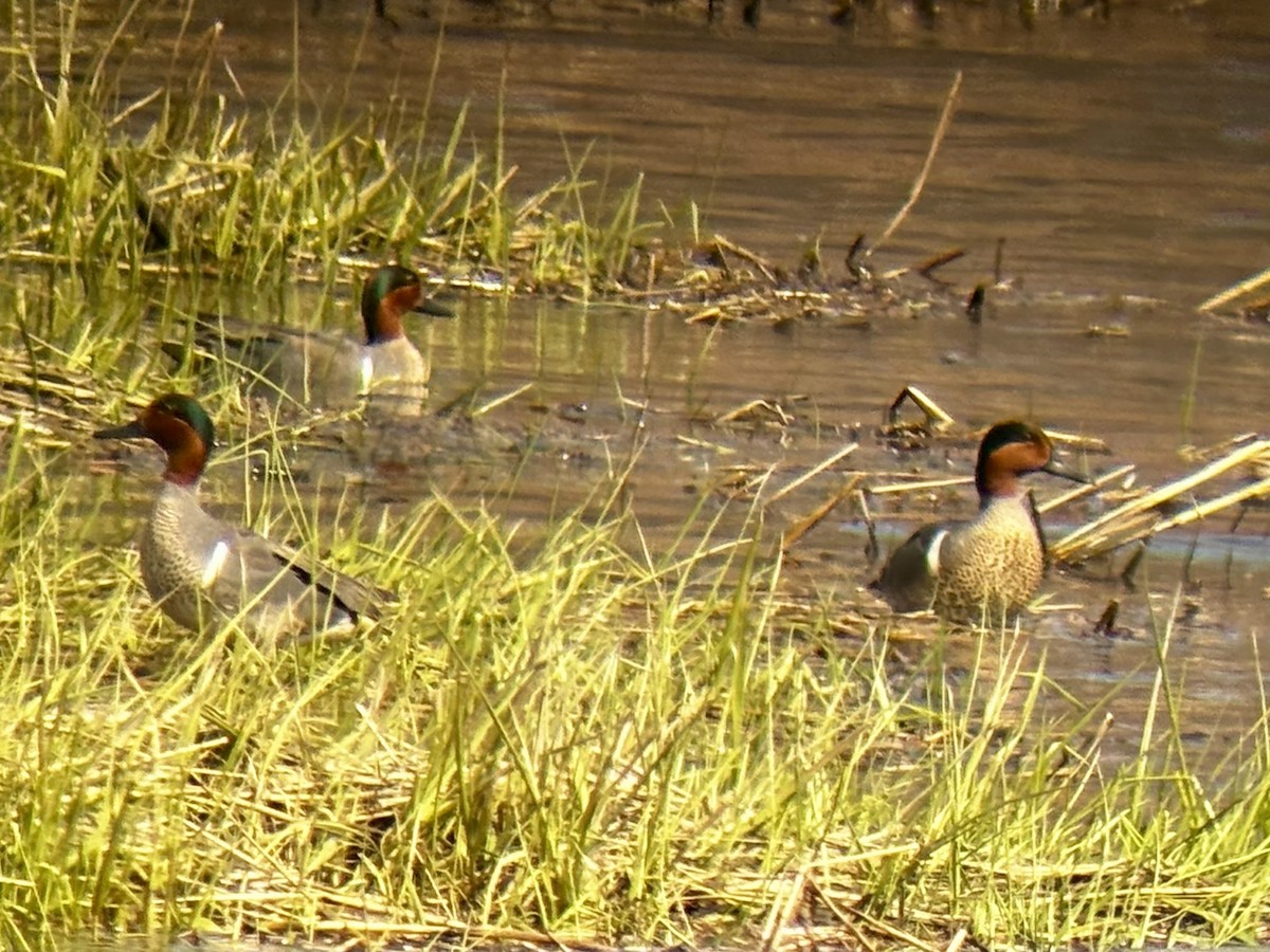 Green-winged Teal - Katie Weeks