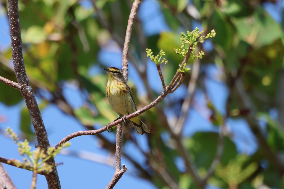 Palm Warbler - Krishen Greenwell