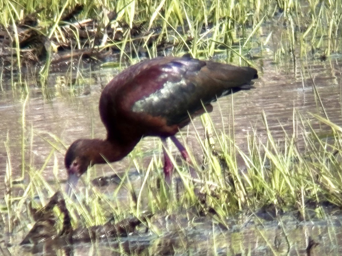 White-faced Ibis - Katie Weeks