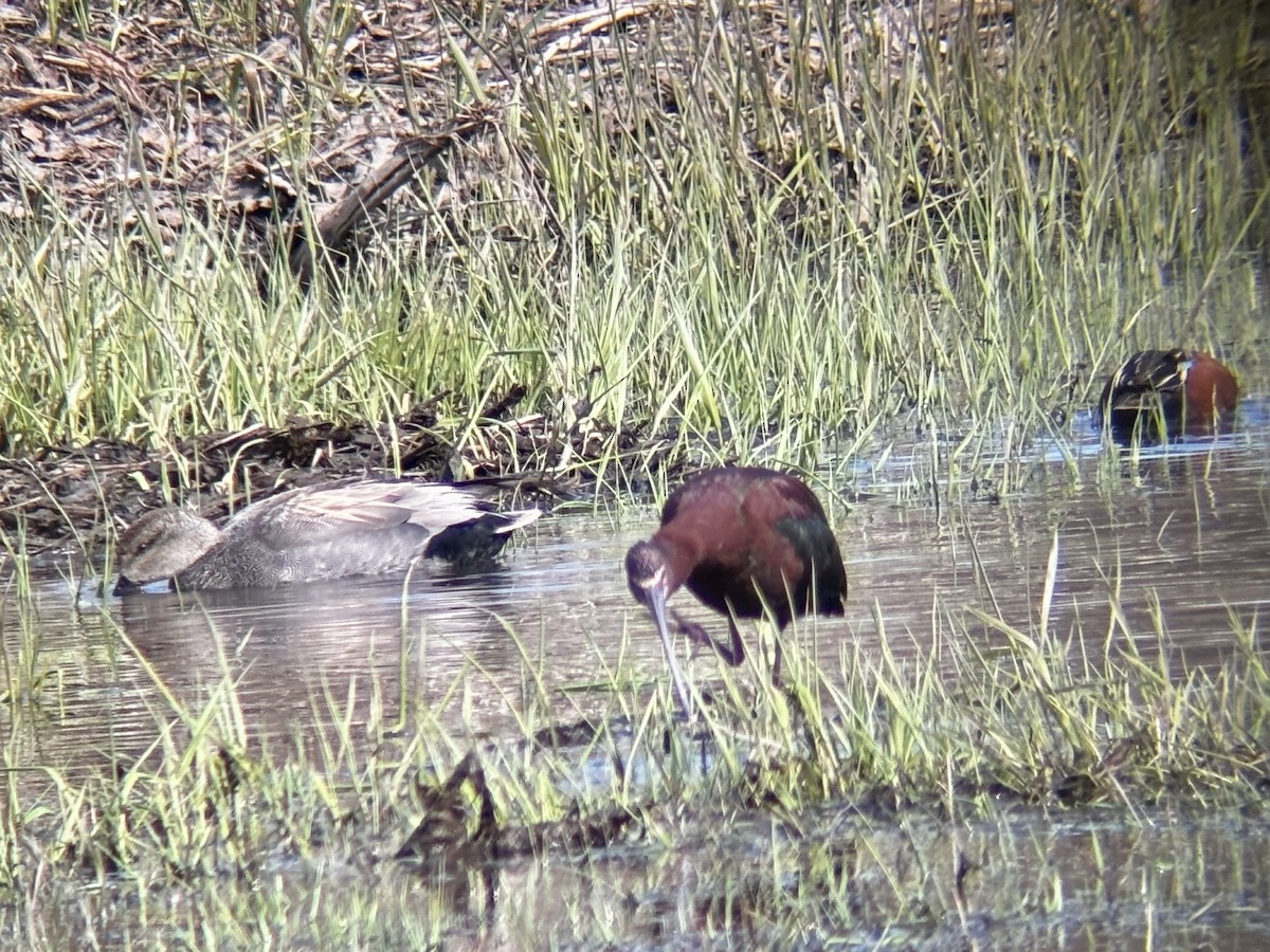 White-faced Ibis - Katie Weeks