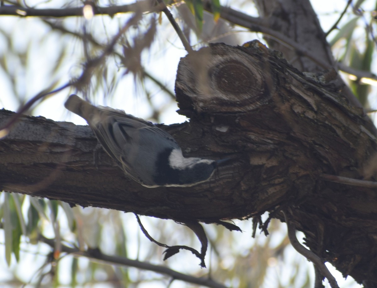 White-breasted Nuthatch - Richard Buist