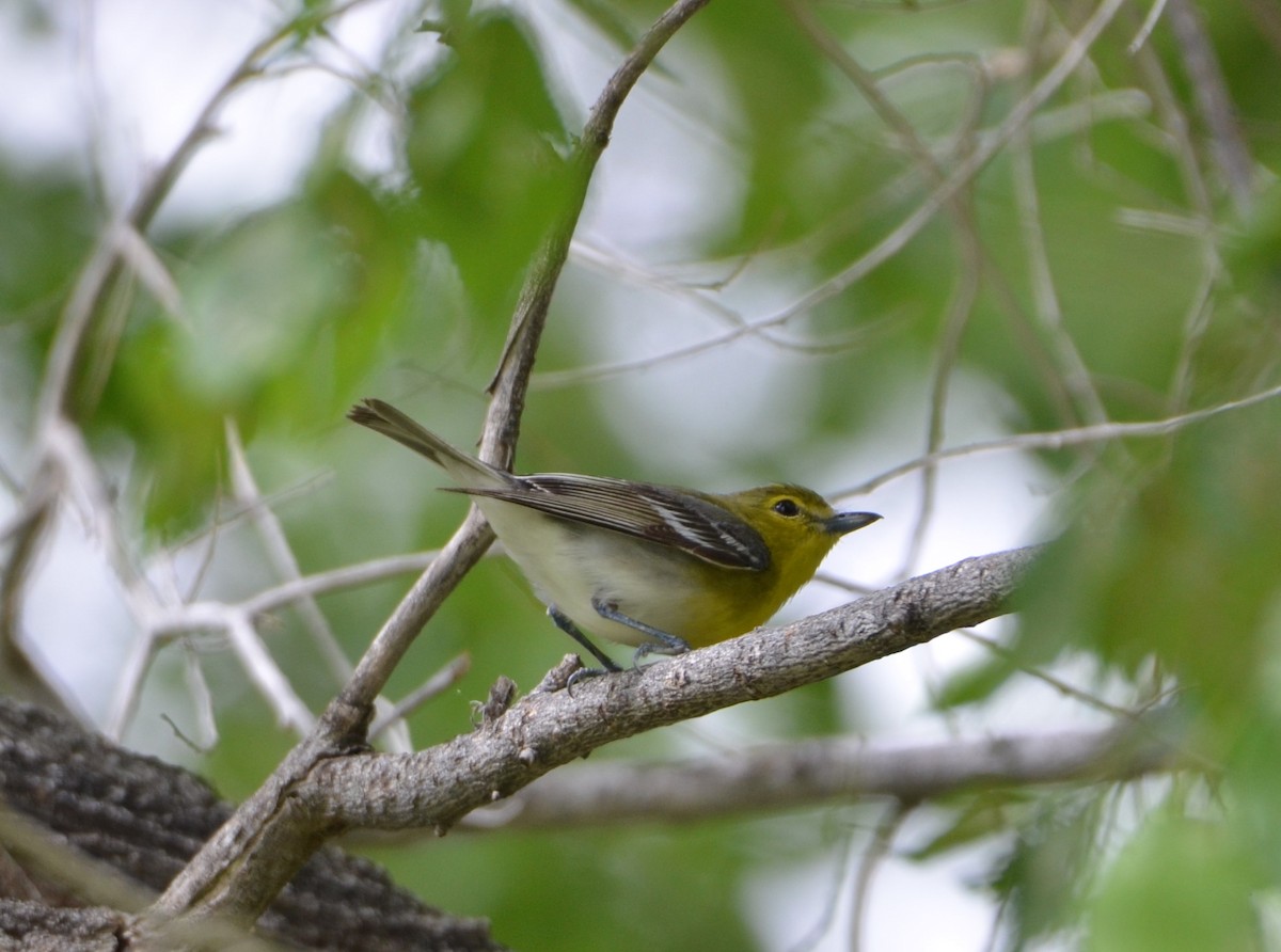 Yellow-throated Vireo - Asher Gorbet