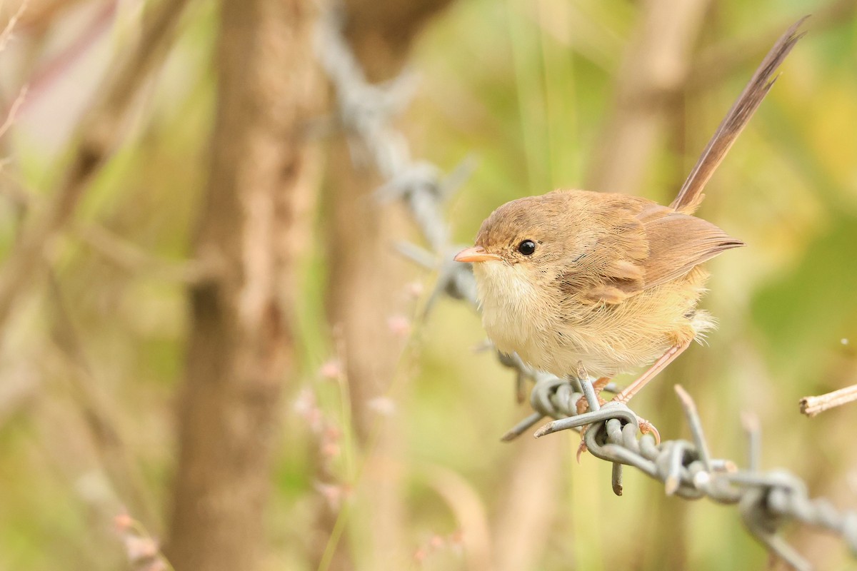 Red-backed Fairywren - ML618797378