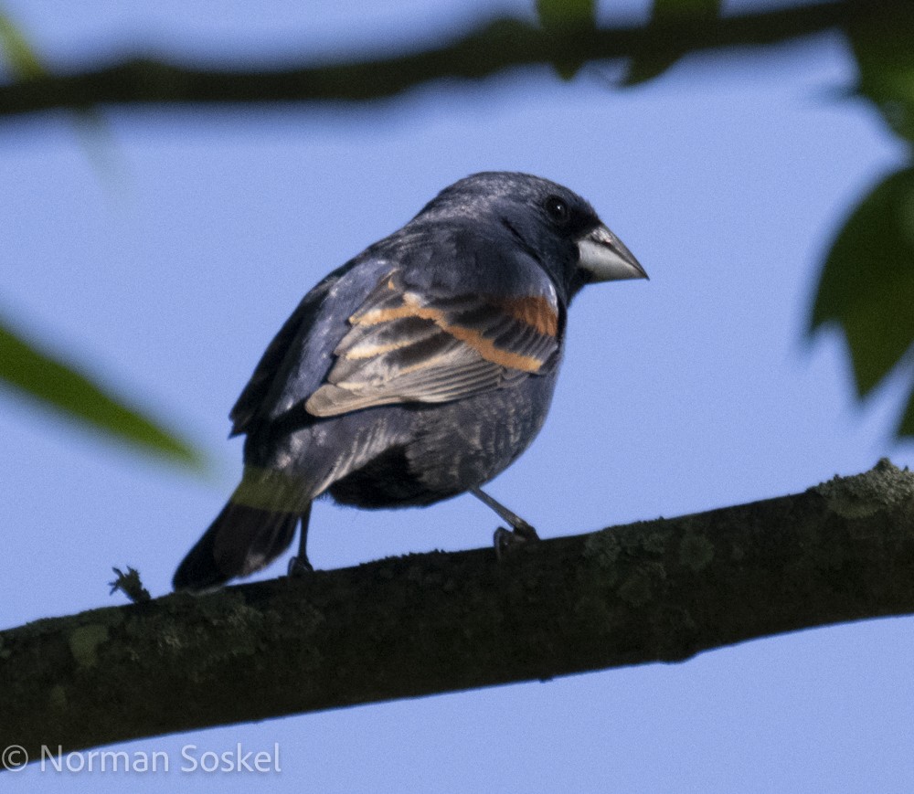 Blue Grosbeak - Norman Soskel