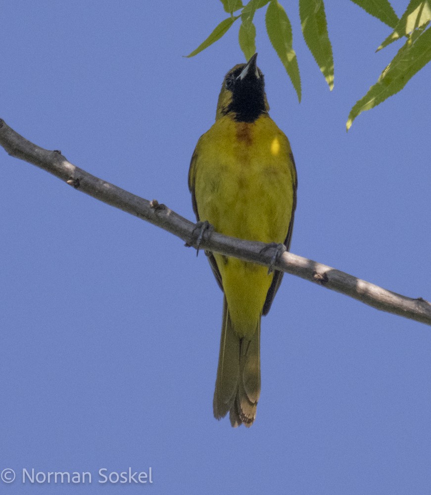 Orchard Oriole - Norman Soskel