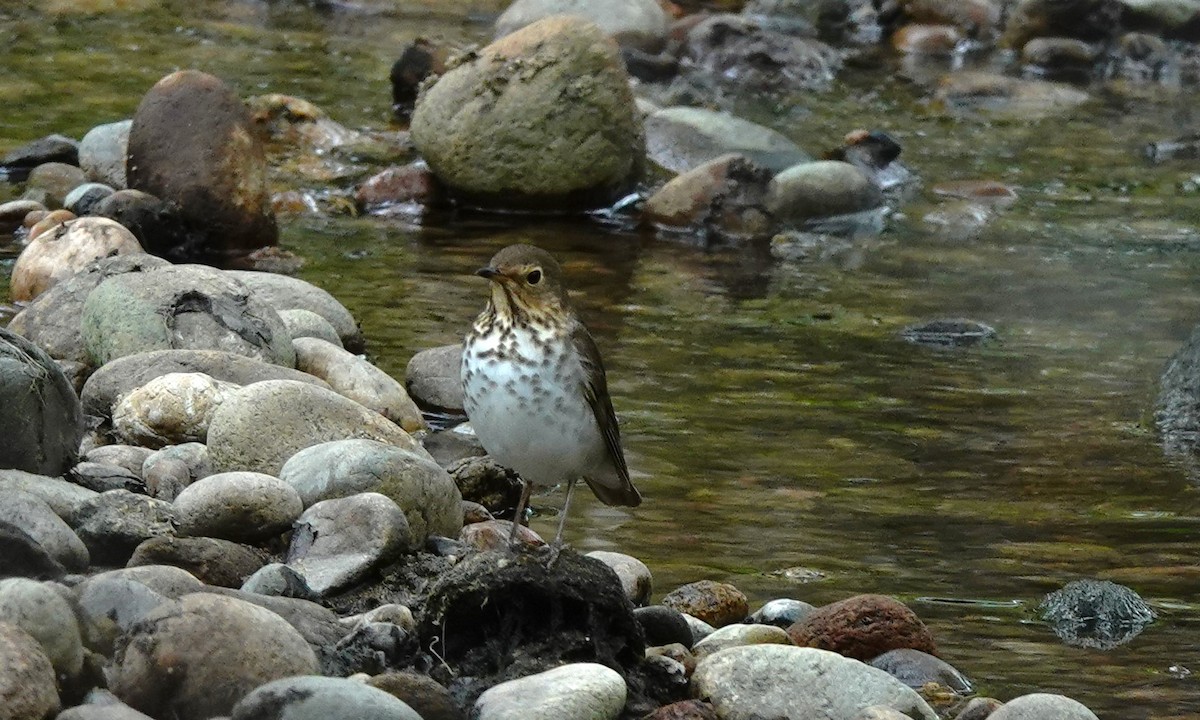 Swainson's Thrush - Dilka Murtazina