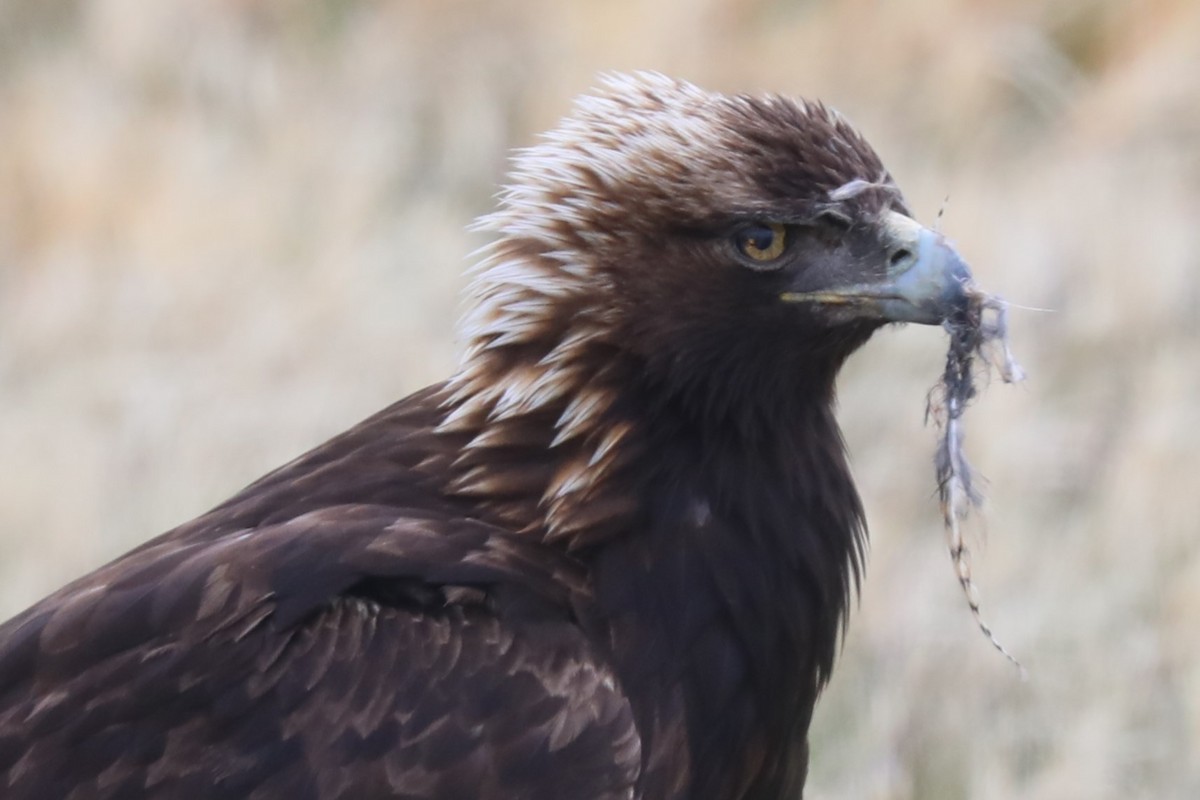 Golden Eagle - Grant Frost