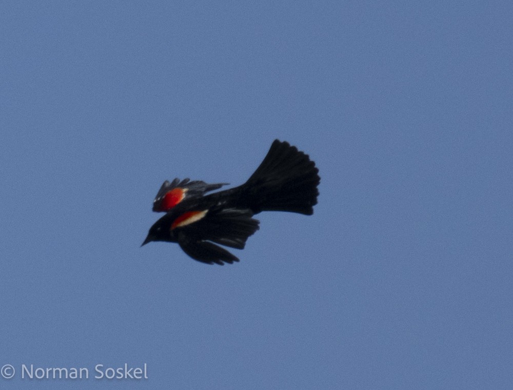 Red-winged Blackbird - Norman Soskel