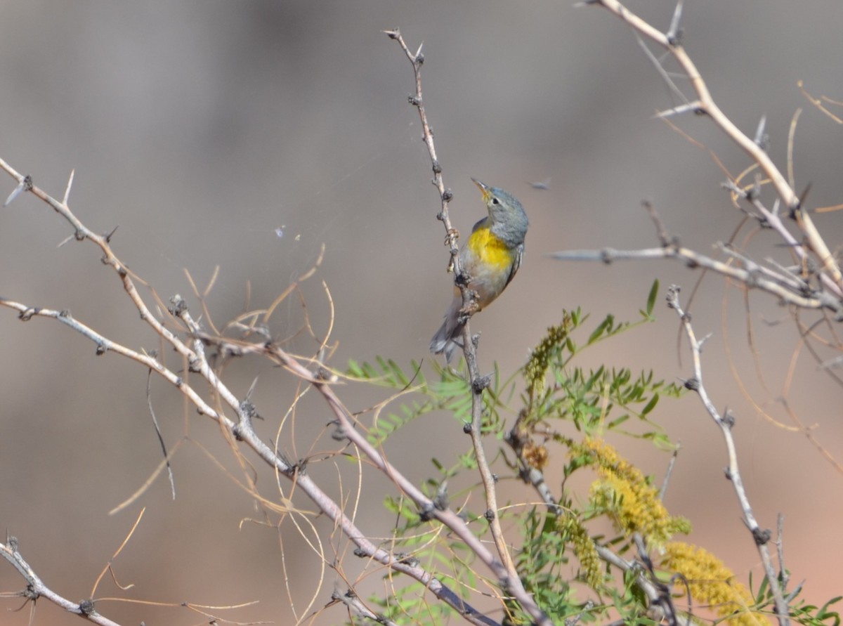 Northern Parula - Asher Gorbet