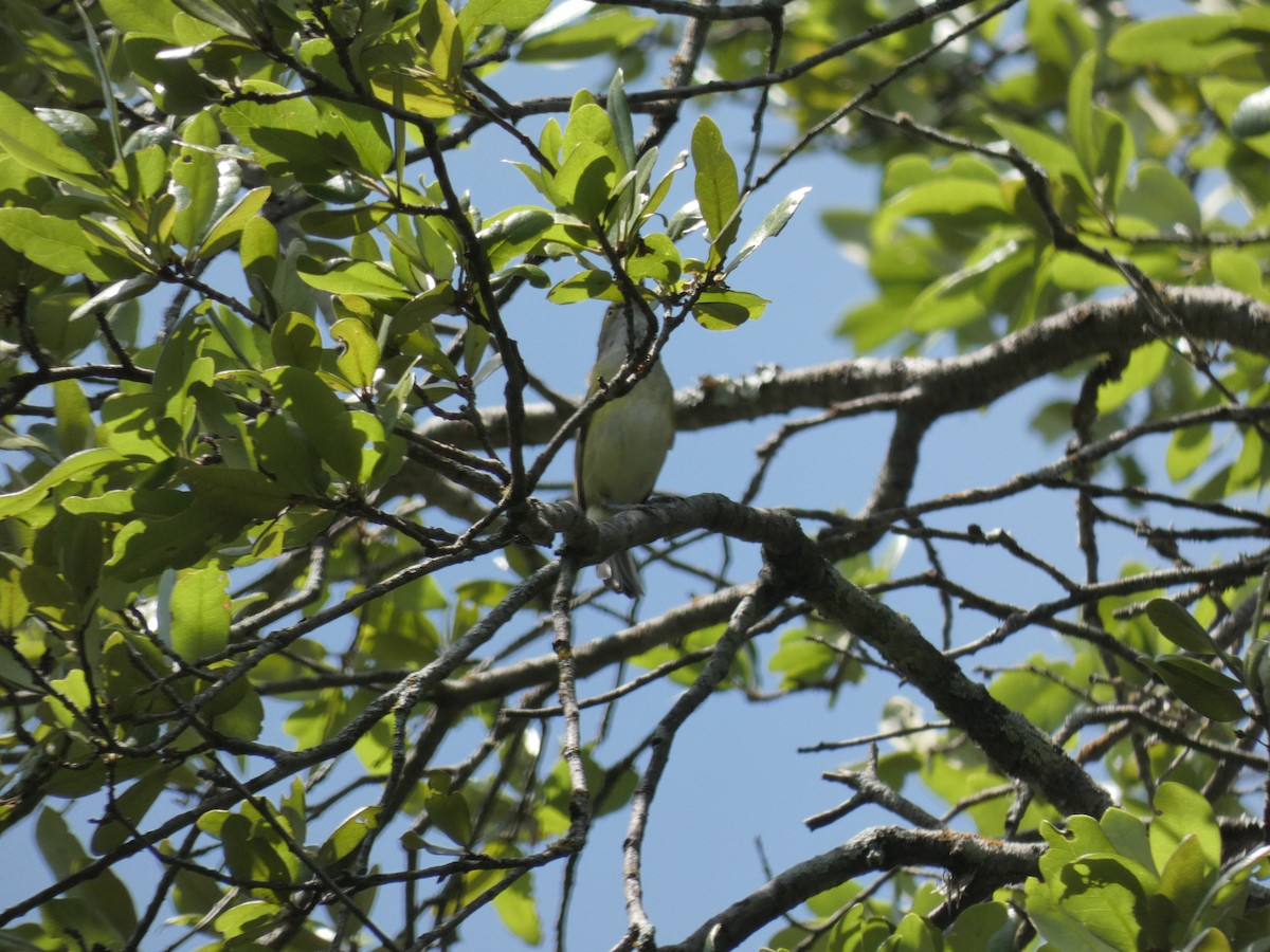 White-eyed Vireo - Carlo Lindner