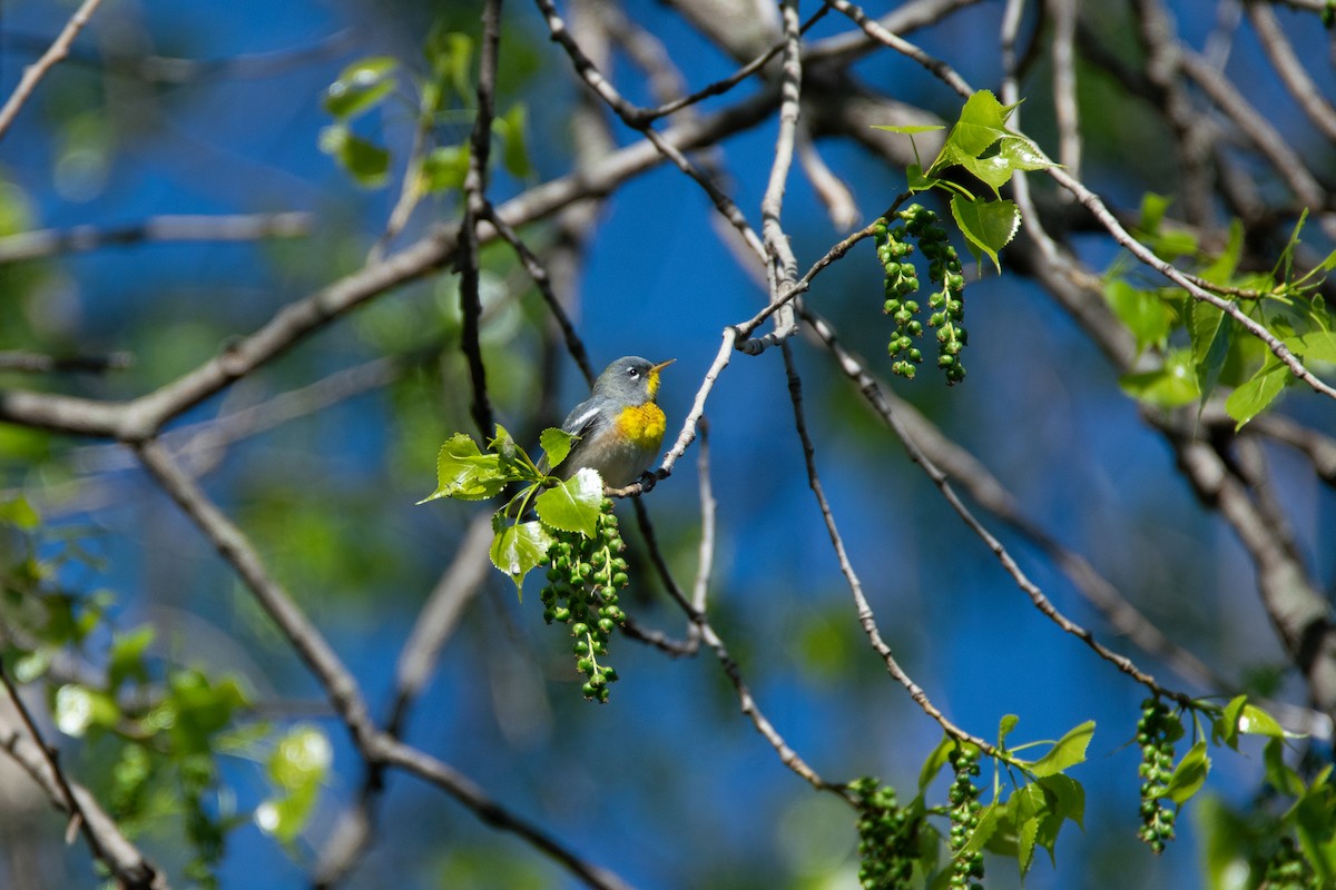 Northern Parula - ML618797442