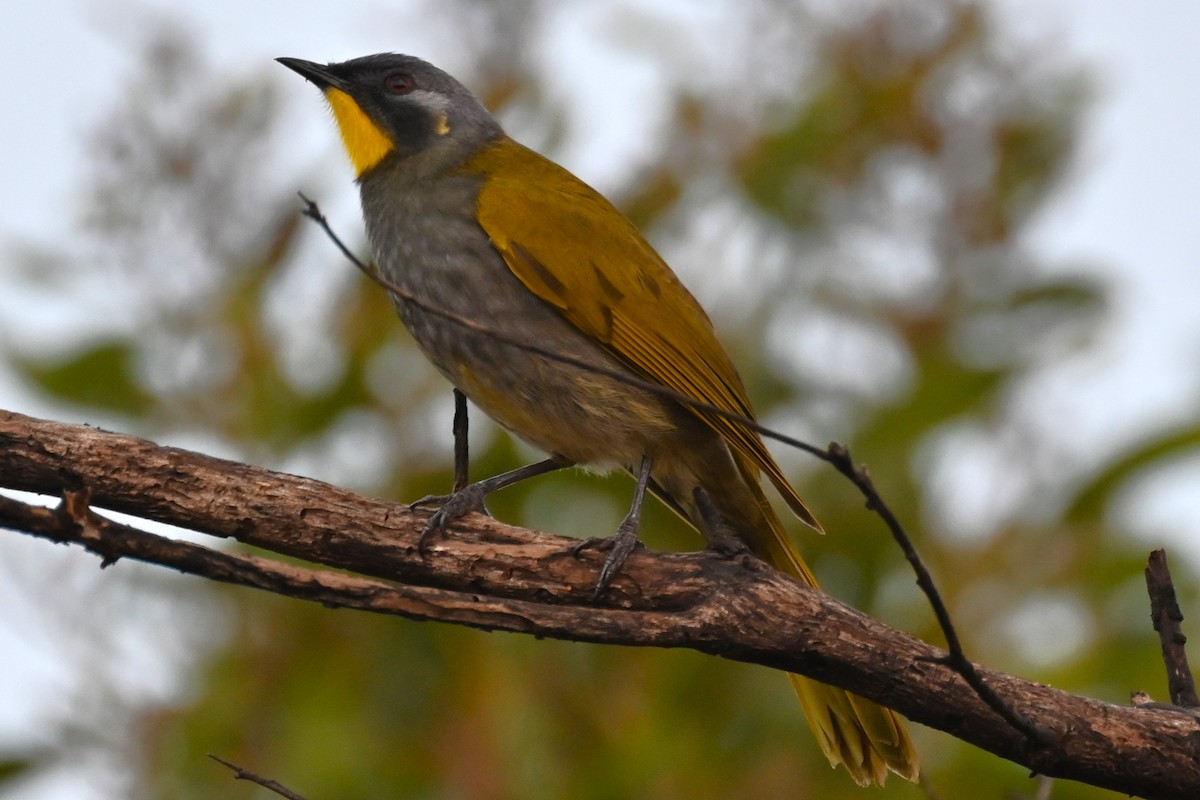 Yellow-throated Honeyeater - ML618797465