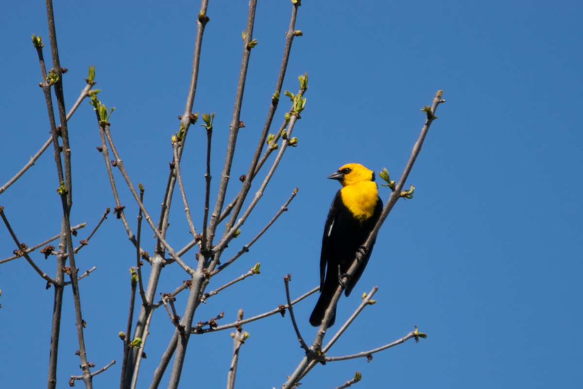 Yellow-headed Blackbird - William Luckhardt