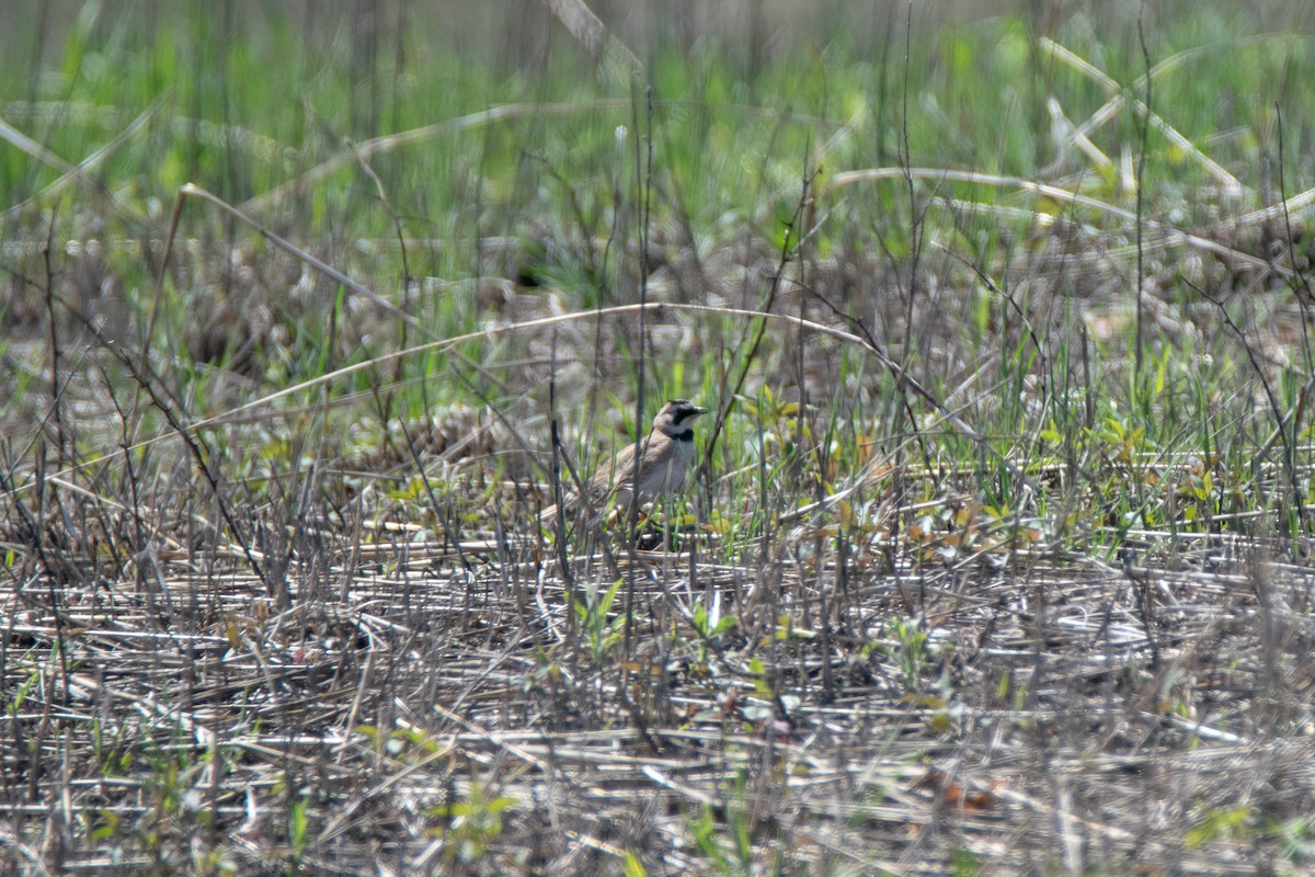 Horned Lark - ML618797473