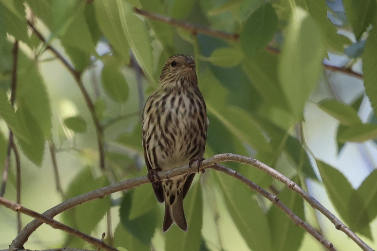 Pine Siskin - Ann Stockert