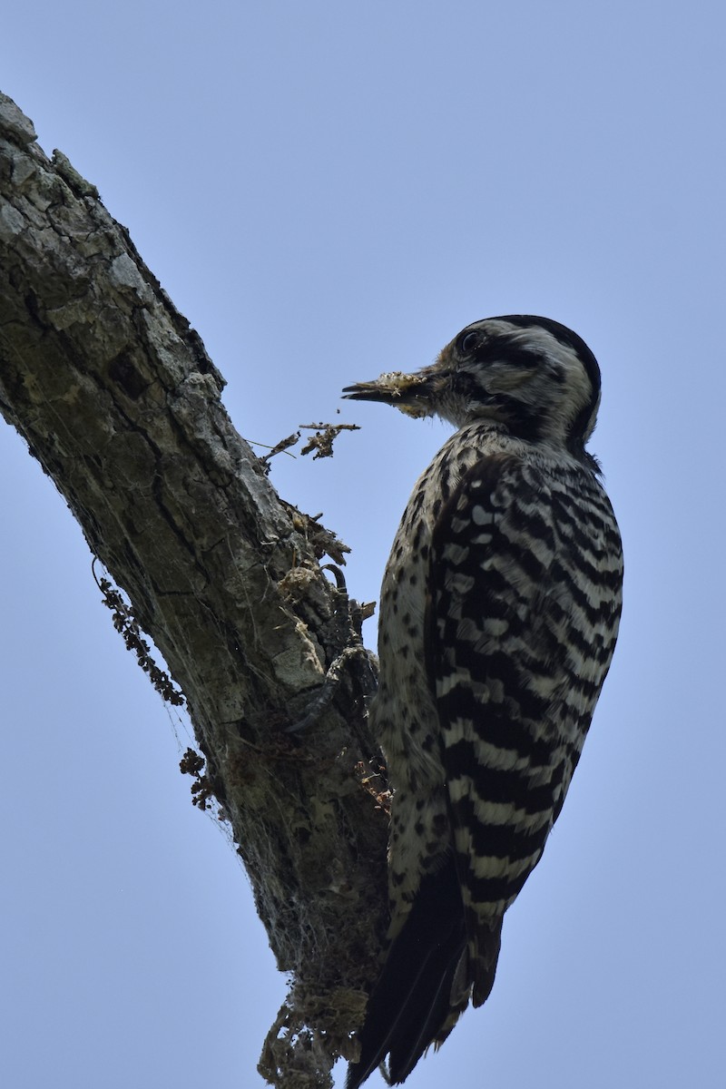 Ladder-backed Woodpecker - Judith Rowen