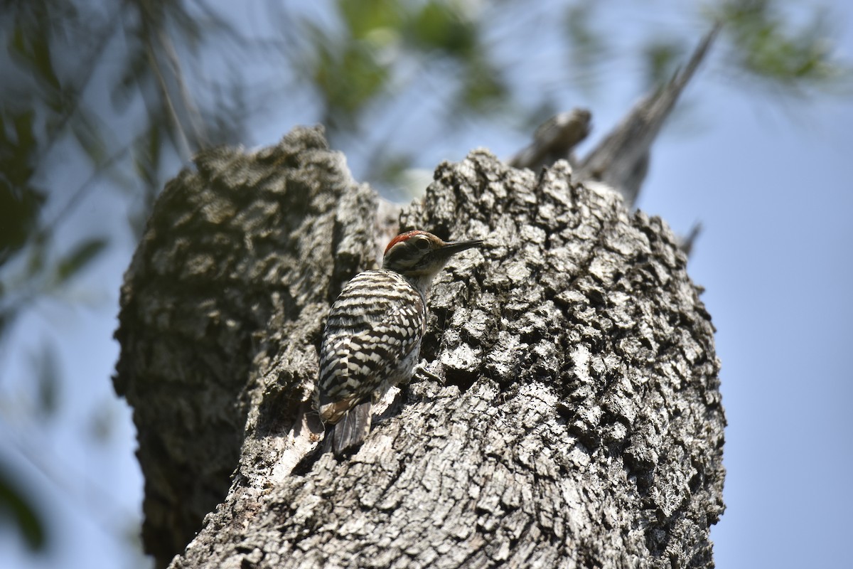 Ladder-backed Woodpecker - Judith Rowen