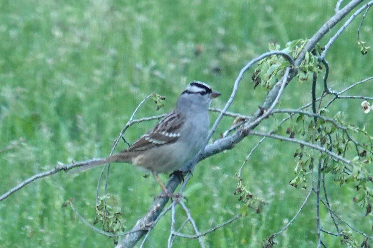 White-crowned Sparrow - ML618797538