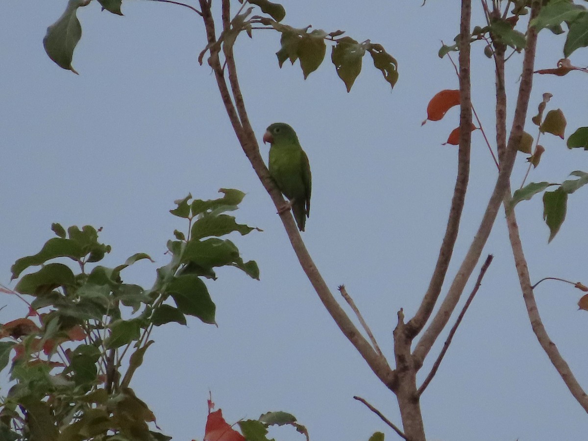 Orange-chinned Parakeet - Michelle Browning