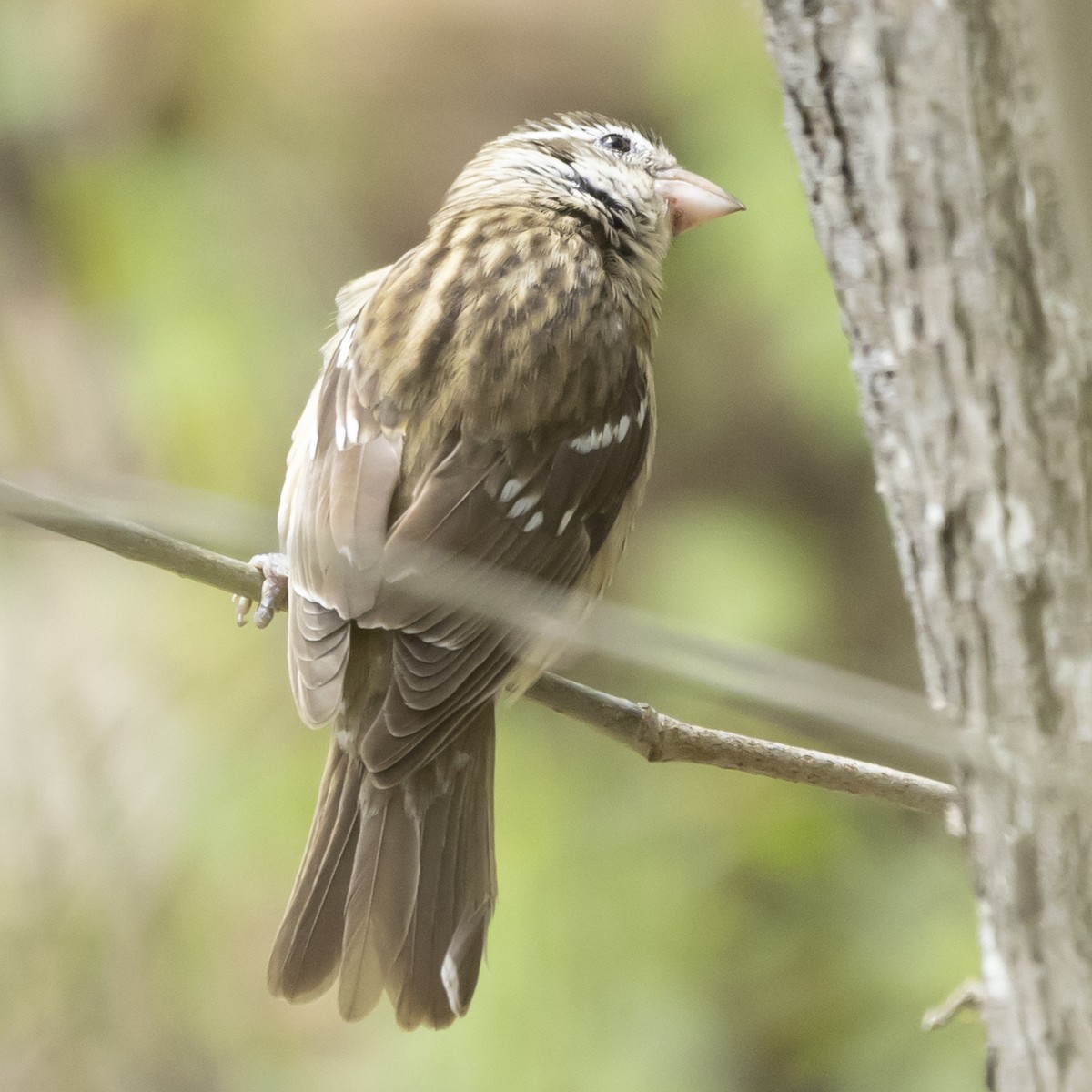 Rose-breasted Grosbeak - ML618797541