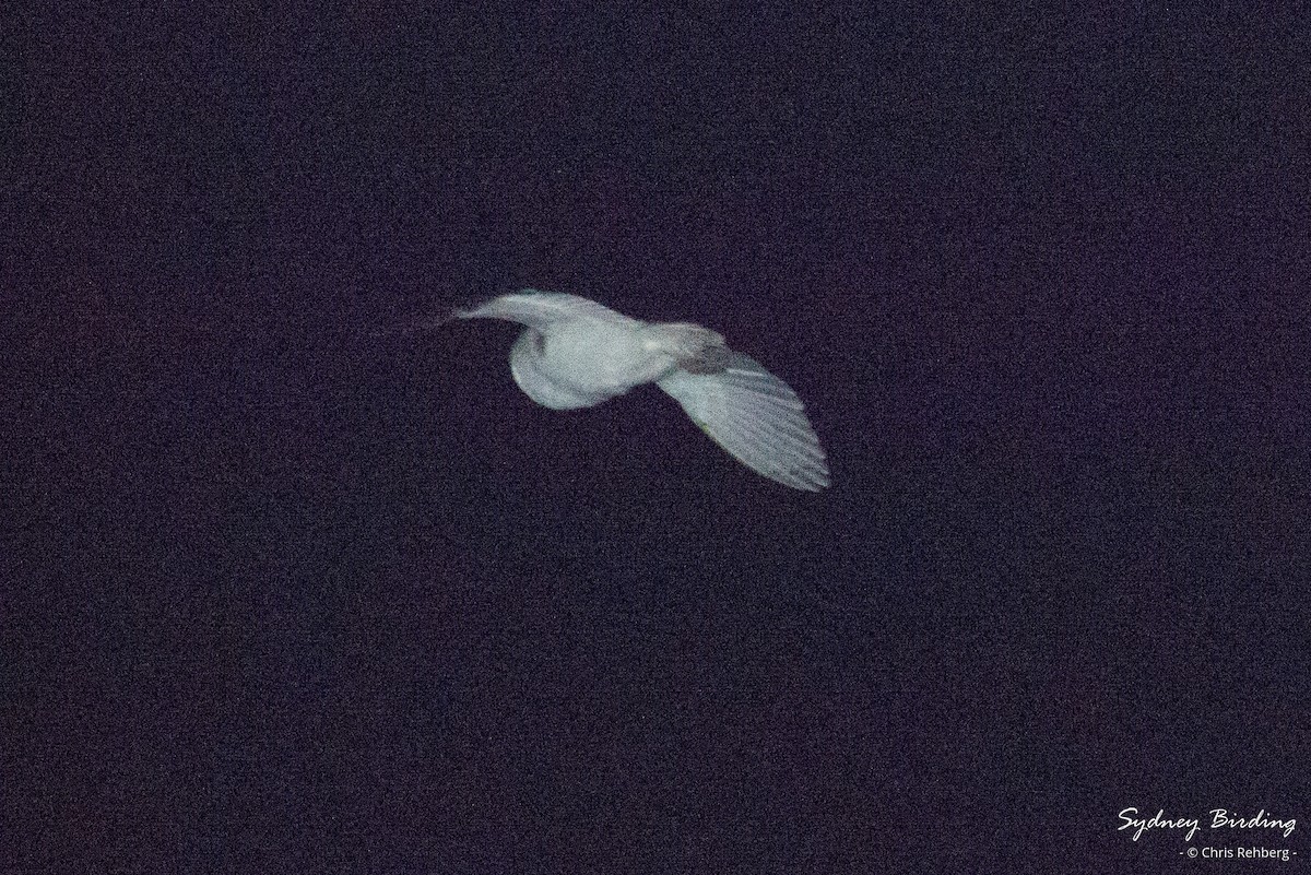 Barn Owl - Chris Rehberg  | Sydney Birding