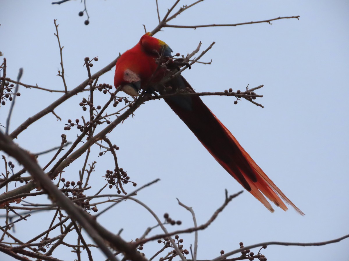 Scarlet Macaw - Michelle Browning