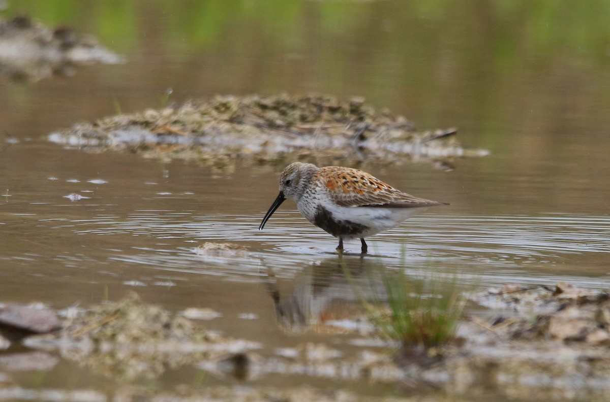 Dunlin - Joey Herron