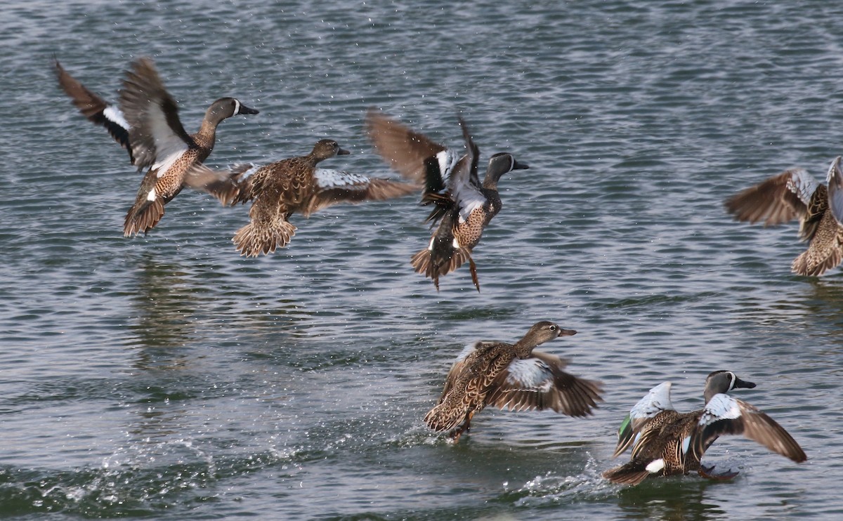 Blue-winged Teal - Laurens Halsey