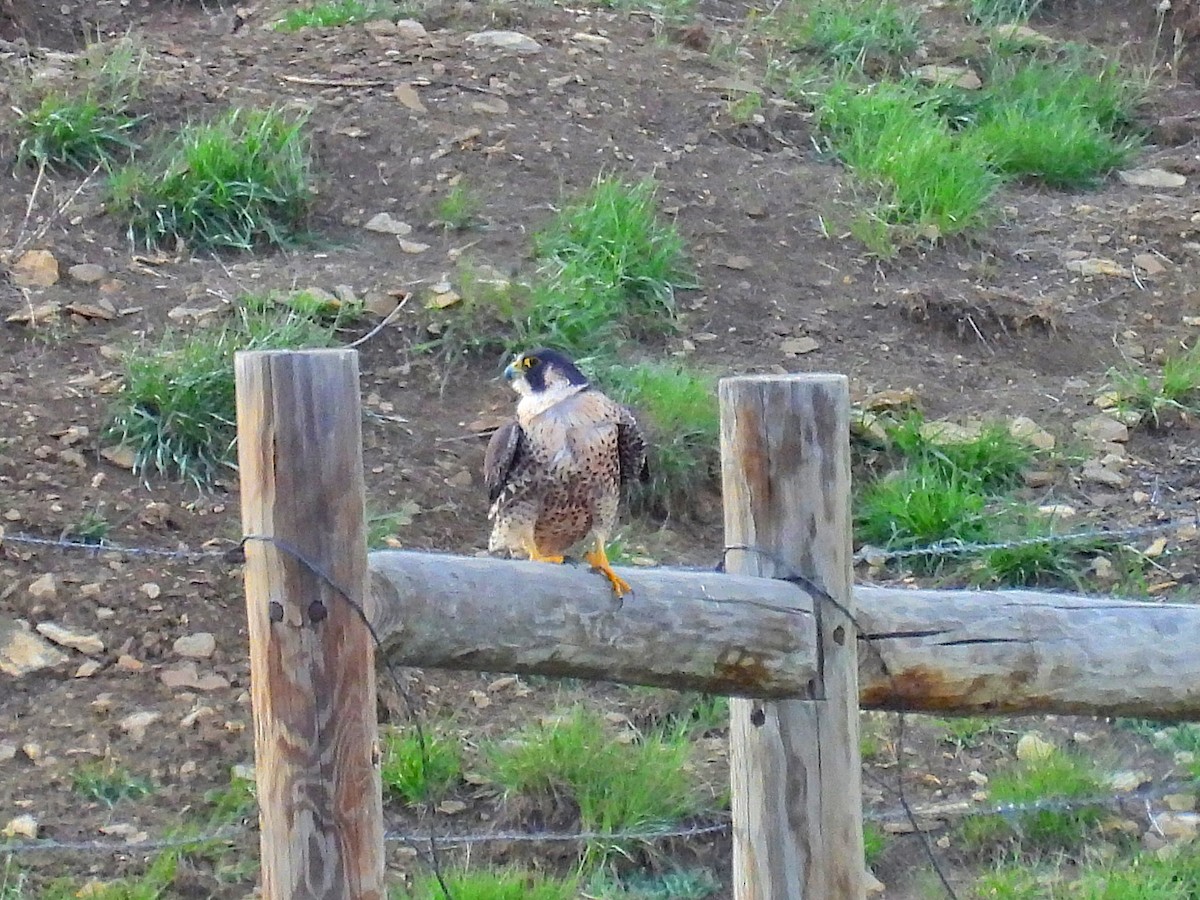 Peregrine Falcon - Charles Martinez