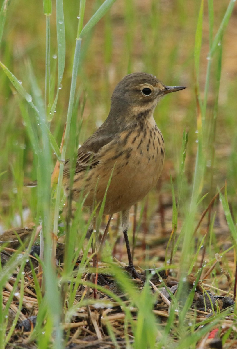 American Pipit - ML618797605