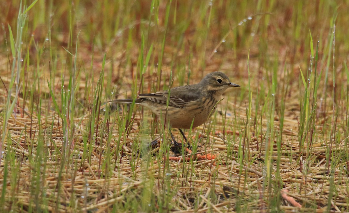 American Pipit - ML618797609