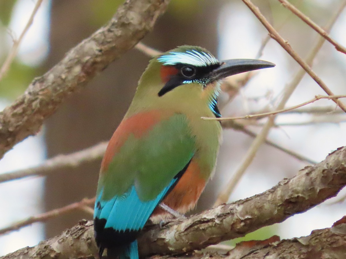 Turquoise-browed Motmot - Michelle Browning