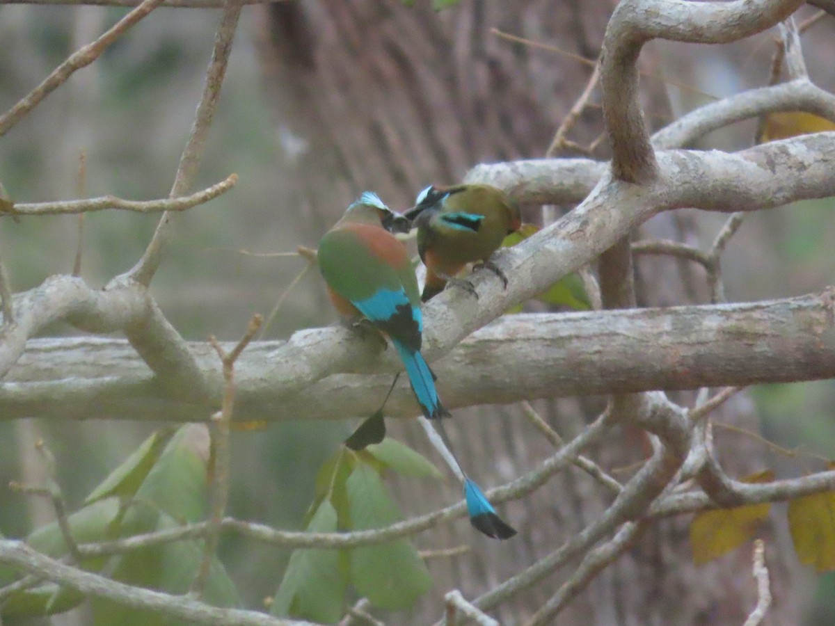 Turquoise-browed Motmot - ML618797629