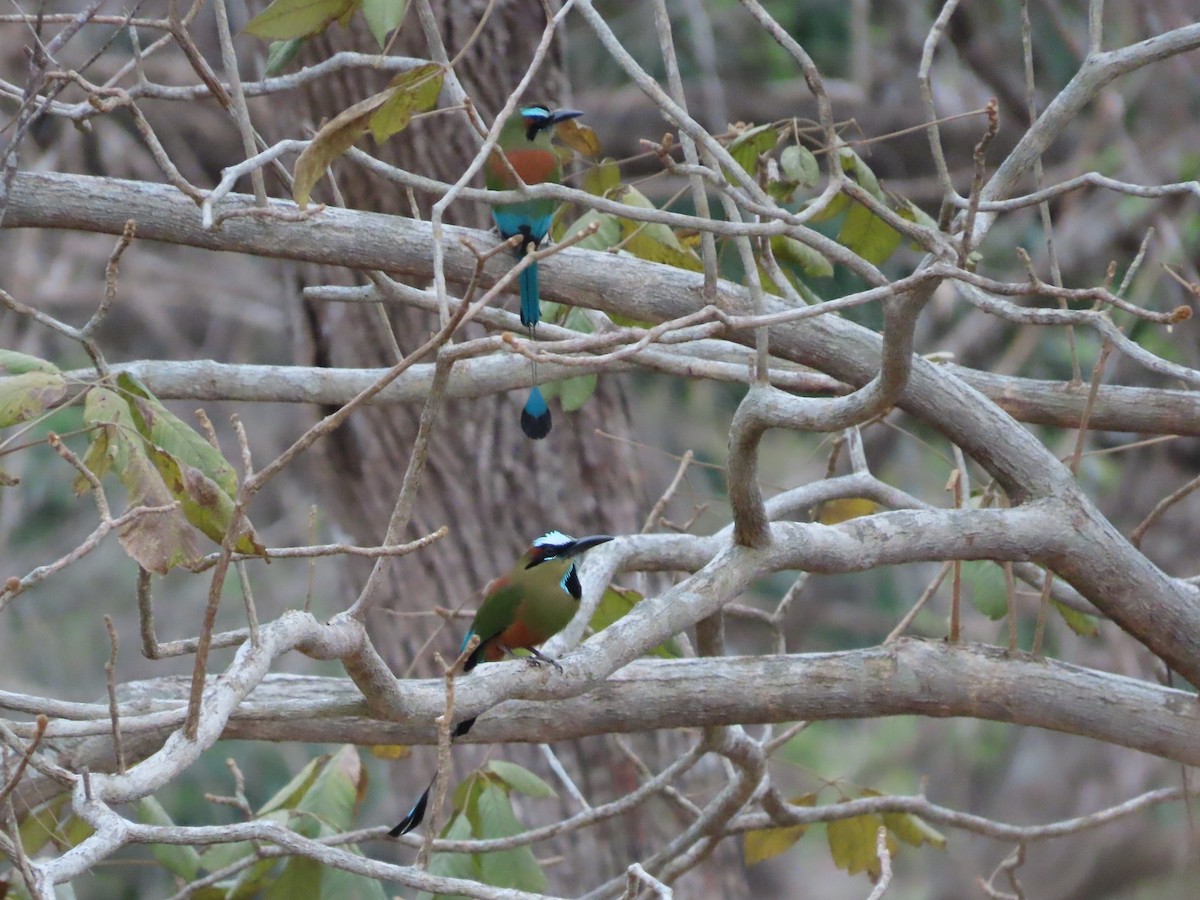 Turquoise-browed Motmot - ML618797635