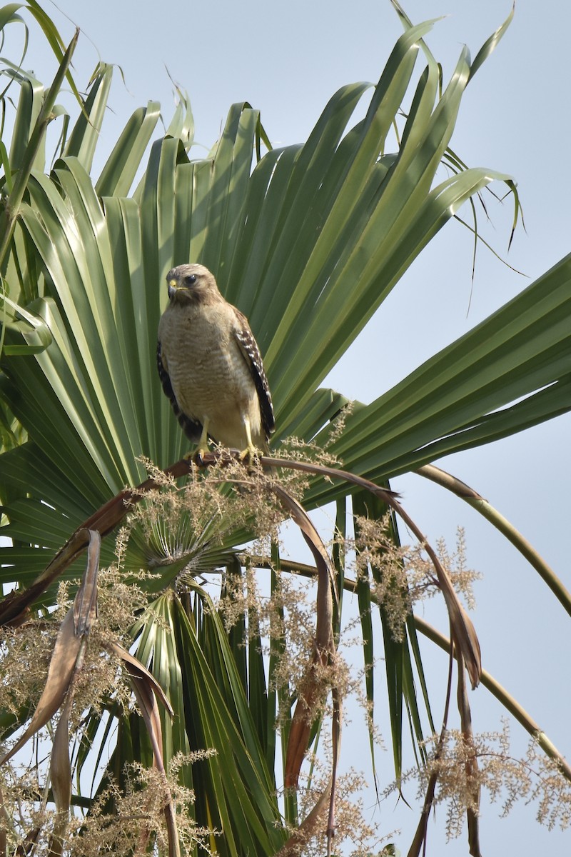 Red-shouldered Hawk - ML618797643